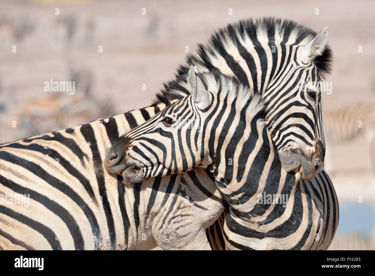 Two burchell's zebra fighting hires stock photography and images Alamy