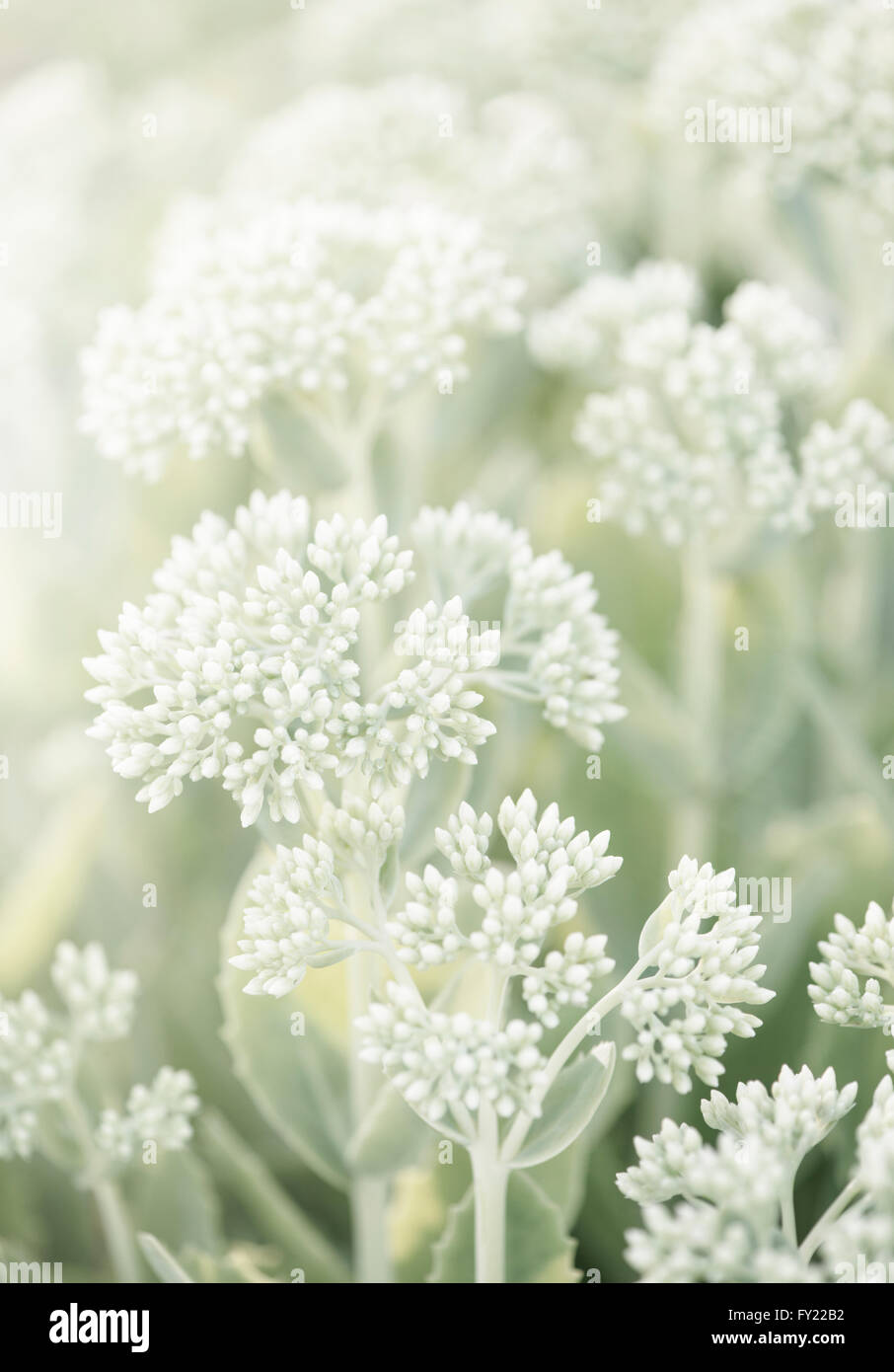 Blossom umbels hi-res stock photography and images - Alamy