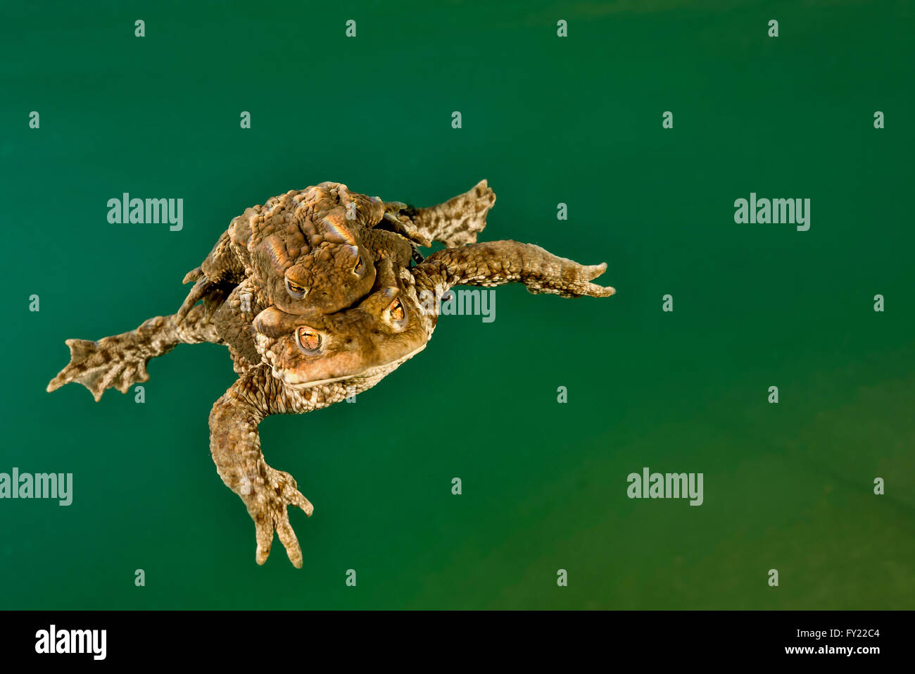 Common toads (Bufo bufo complex) underwater in a mountain lake, mating, Styria, Austria Stock Photo