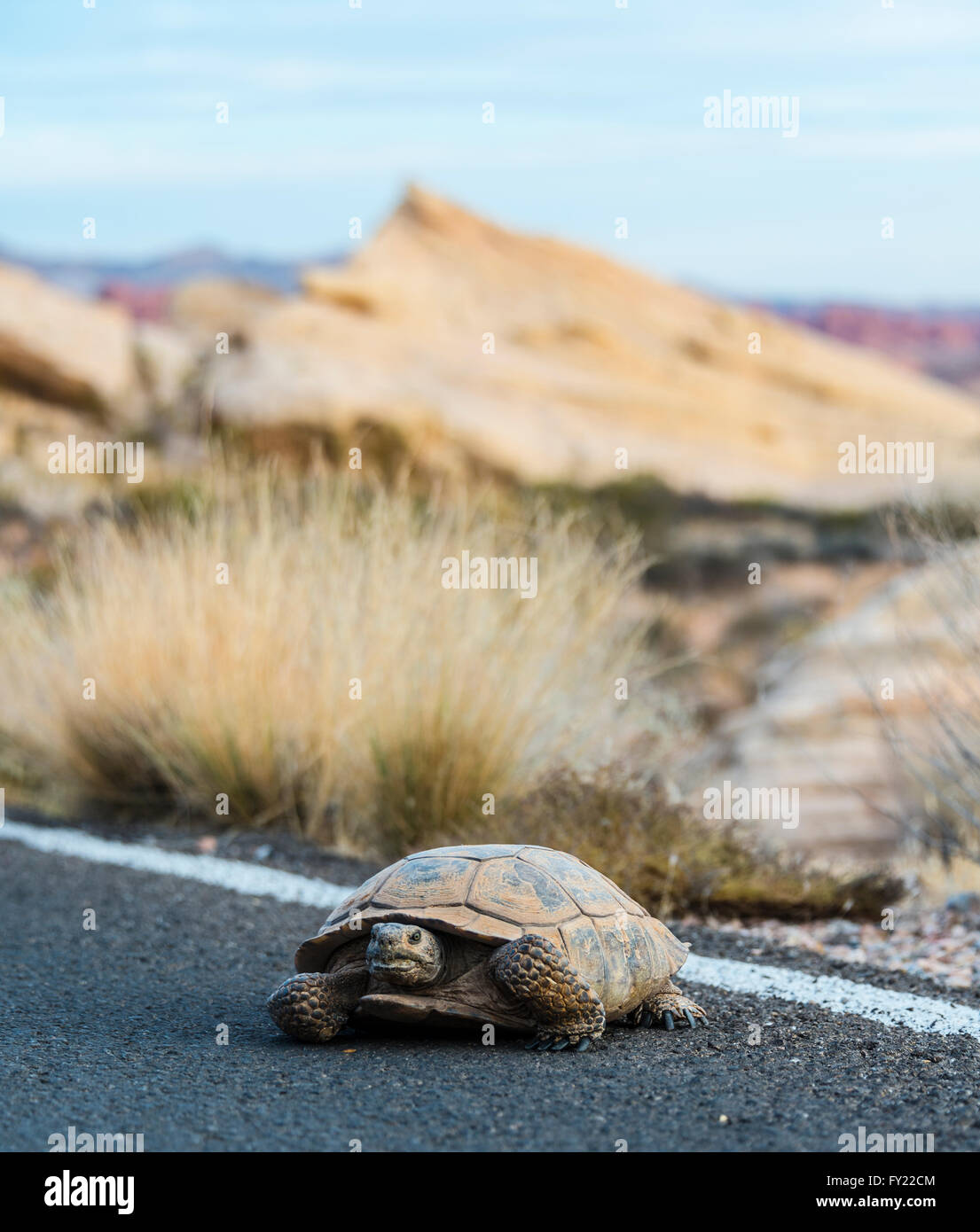 Desert tortoise (Gopherus agassizii) crossing the road, Valley of Fire State Park, Mojave Desert, Nevada, USA Stock Photo