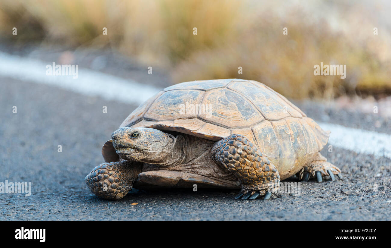 Desert tortoise (Gopherus agassizii) crossing the road, Valley of Fire State Park, Mojave Desert, Nevada, USA Stock Photo