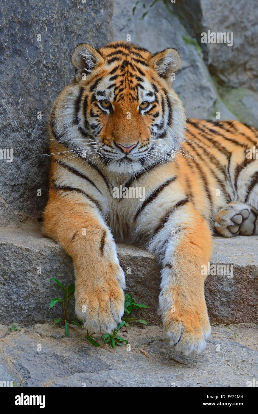 Jogo do tigre imagem de stock. Imagem de respingo, lago - 26669937