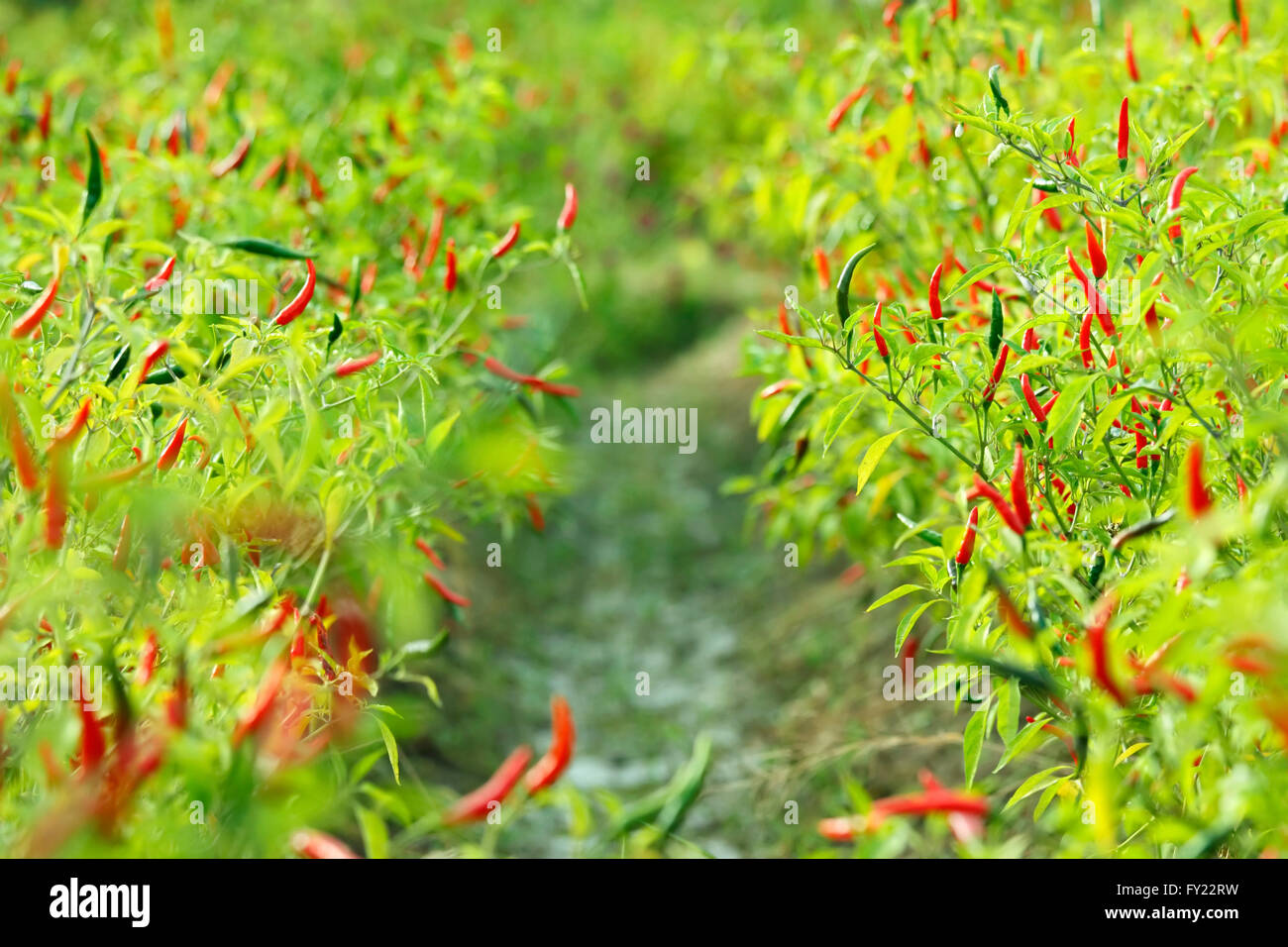 Chili plant garden Stock Photo Alamy