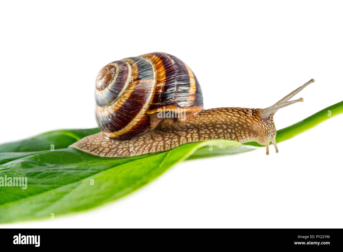 snail on green leaf in isolated white background Stock Photo - Alamy