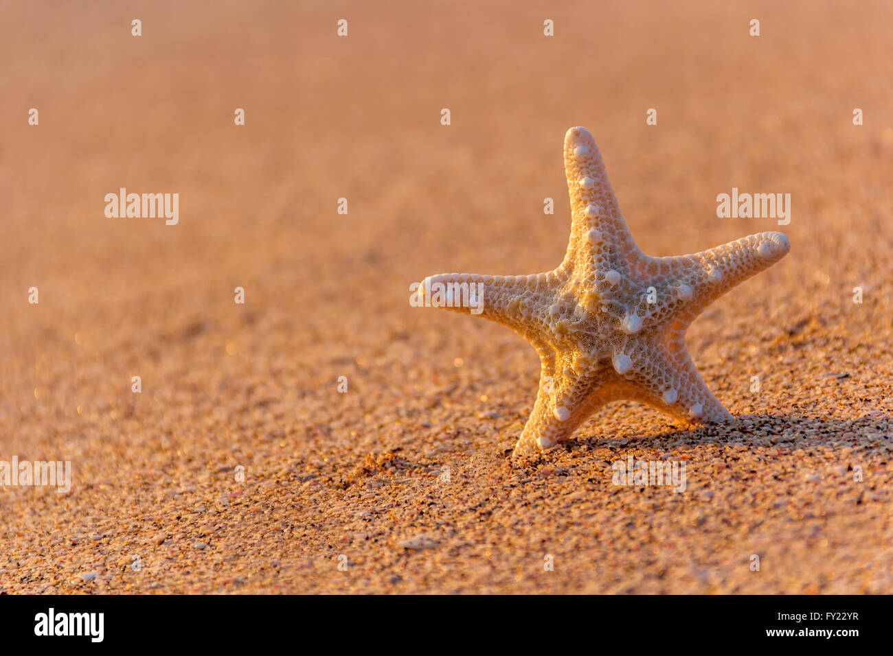 Beautiful starfish hi-res stock photography and images - Alamy