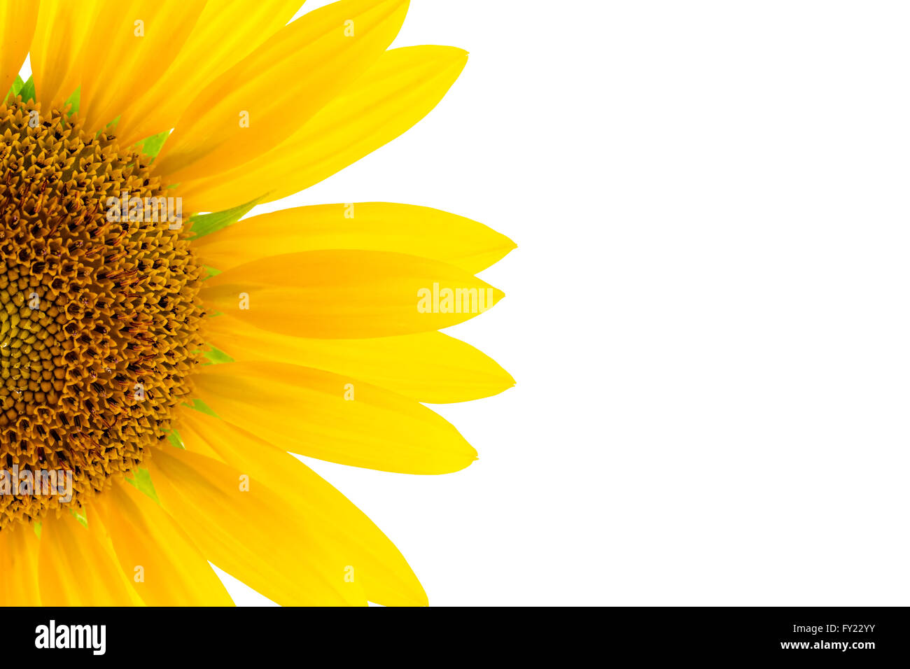 Sunflower isolated on white background Stock Photo - Alamy