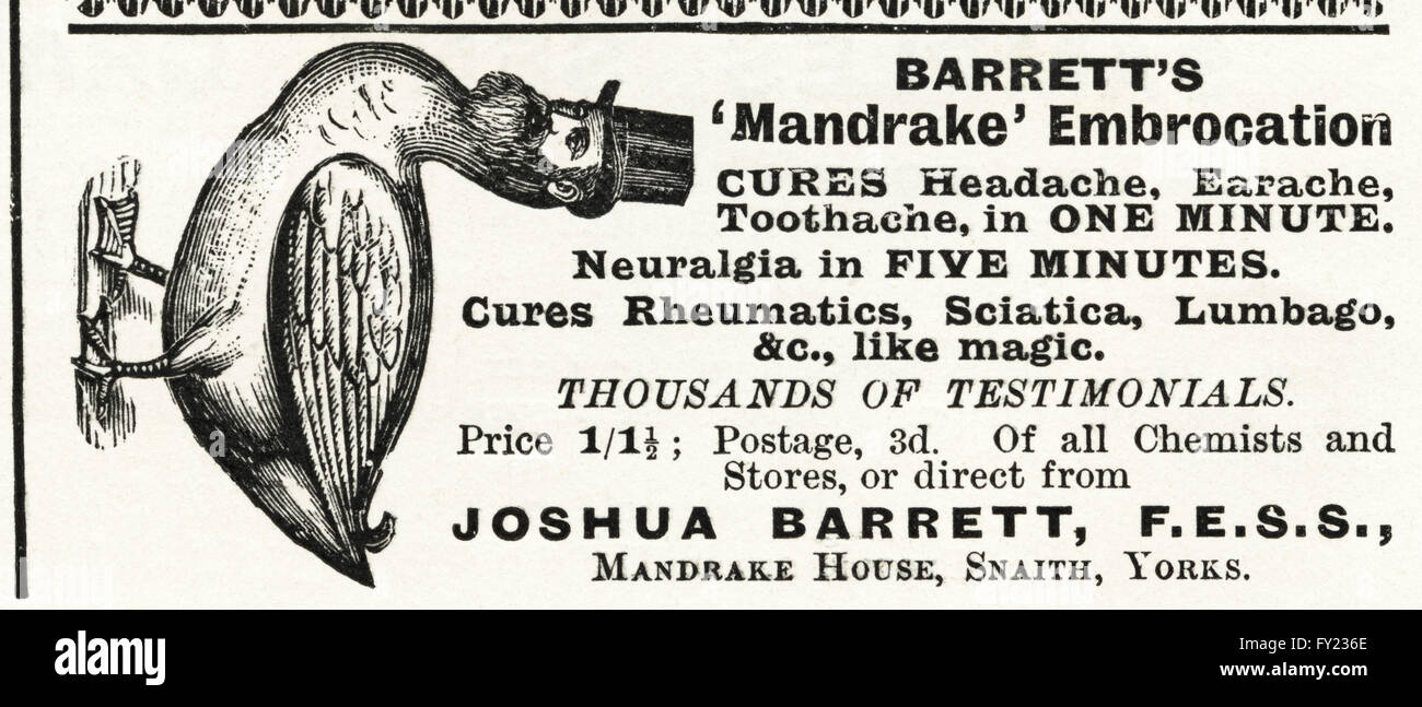 Original old vintage magazine advert from the late Victorian era dated 1900. Advertisment advertising Barrett's Mandrake embrocation cures headache earache toothache in one minute & neuralgia in five minutes Stock Photo