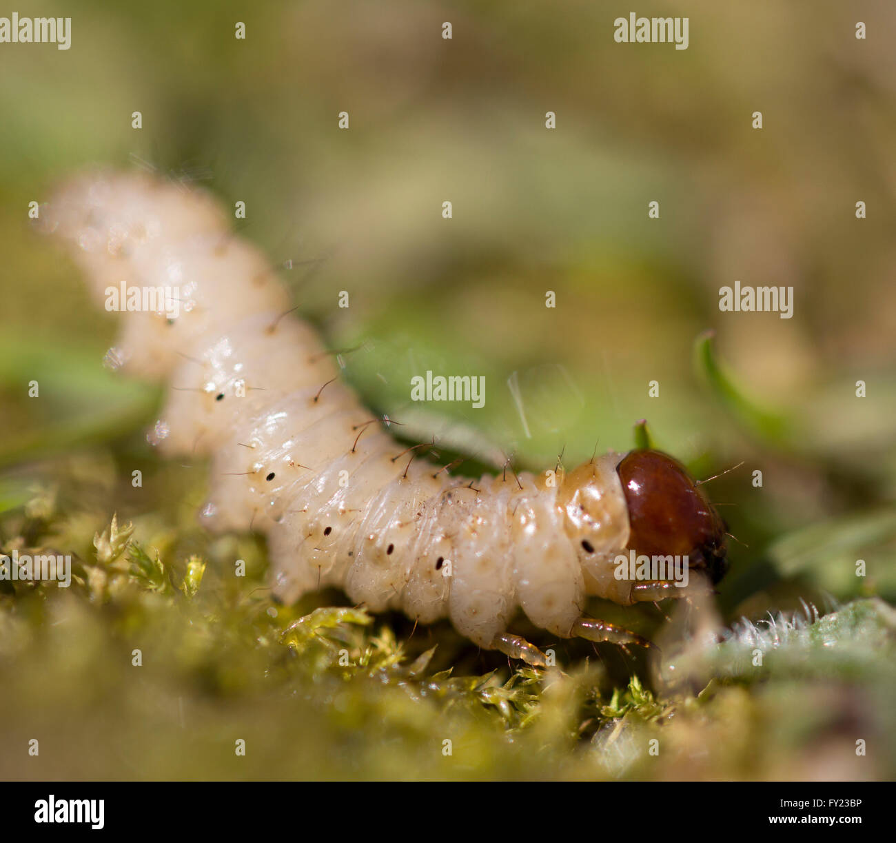 Chafer grub Stock Photo