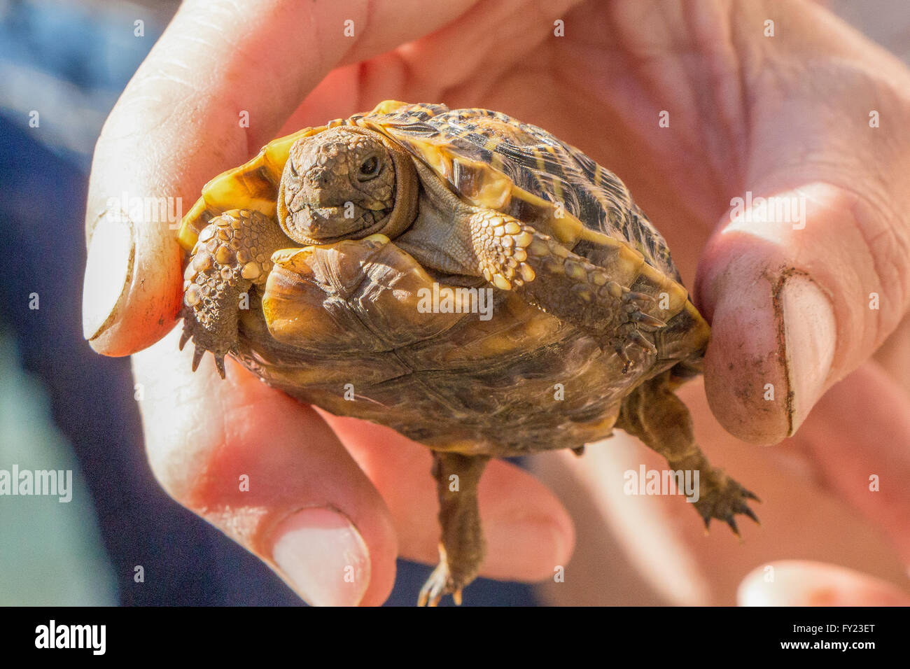 Baby Geometric Tortoise Stock Photo