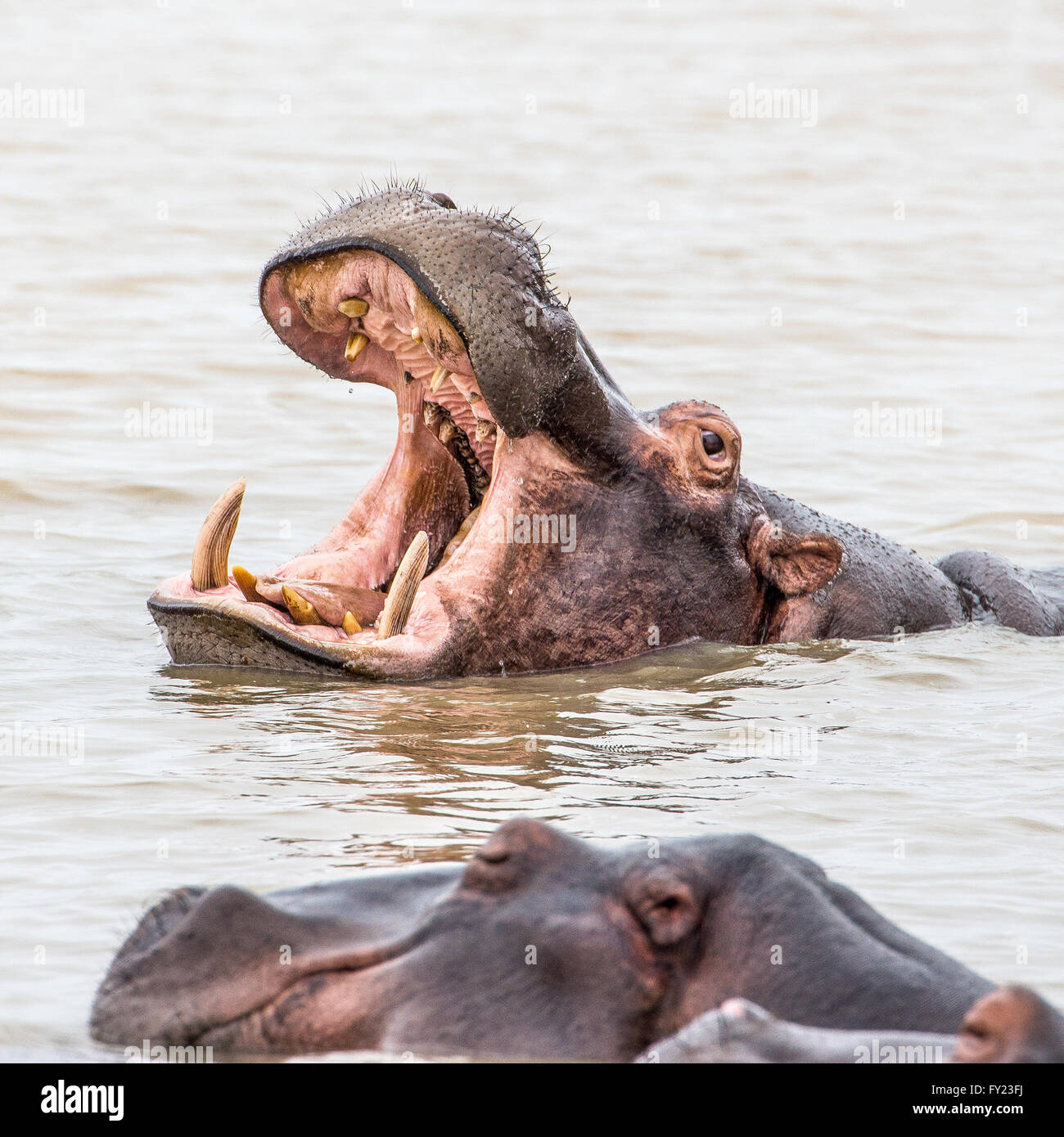 Hippopotamus open mouth Stock Photo