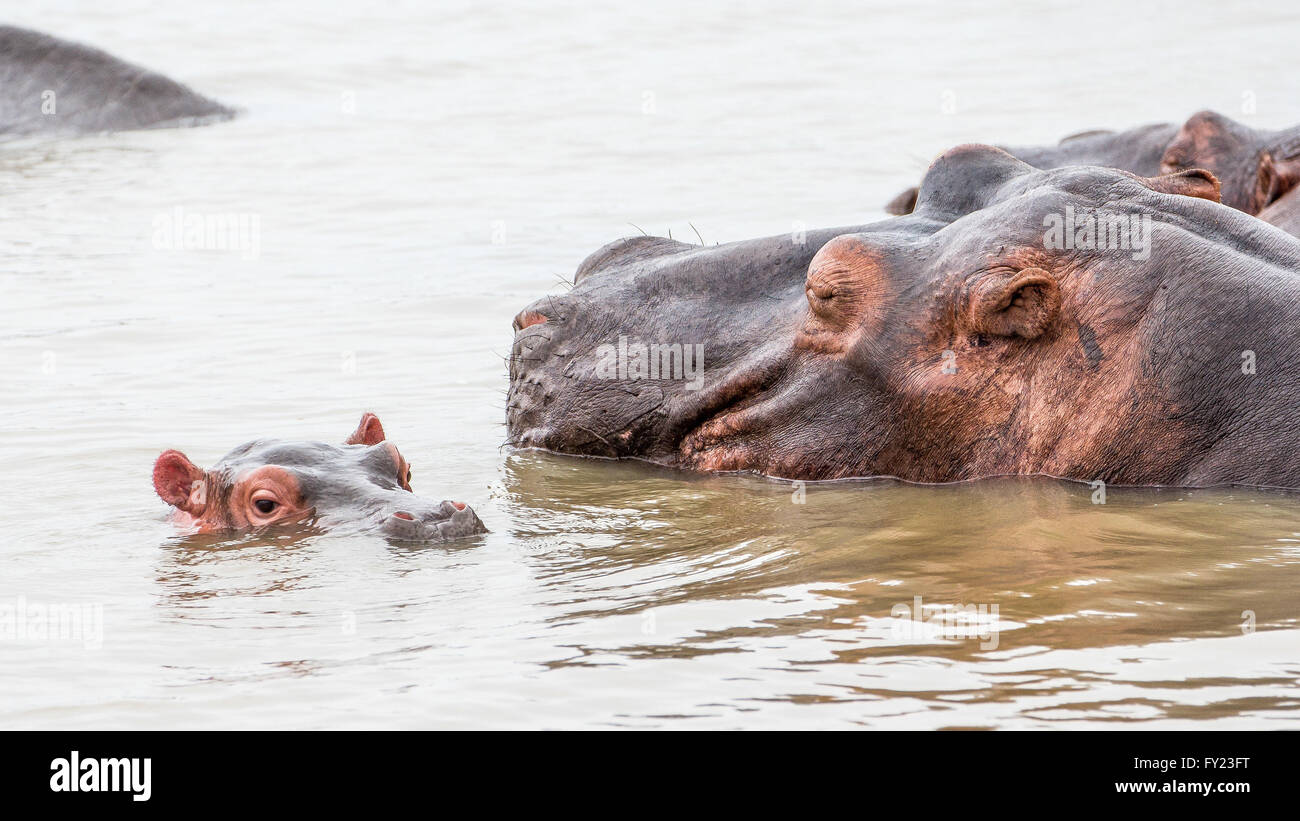 Hippopotamus mother and young calf Stock Photo
