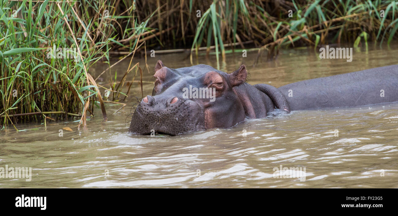 Hippopotamus Stock Photo