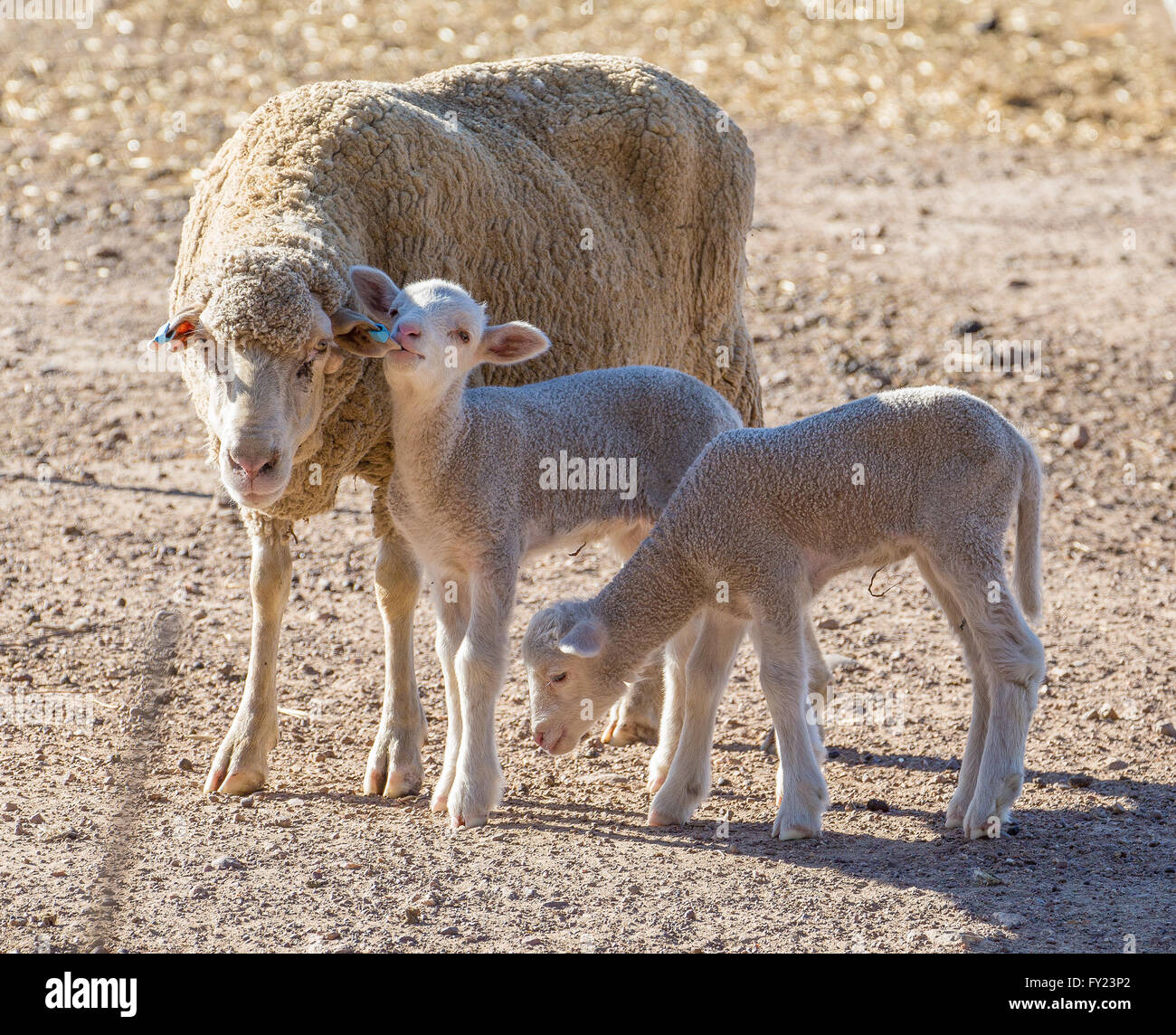Merino Sheep and new-born lamb Stock Photo