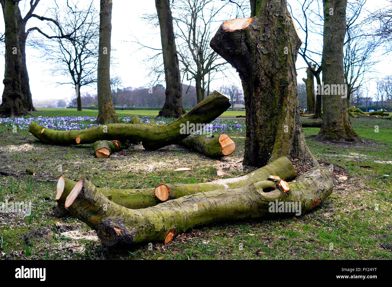 tree branches cut off Stock Photo