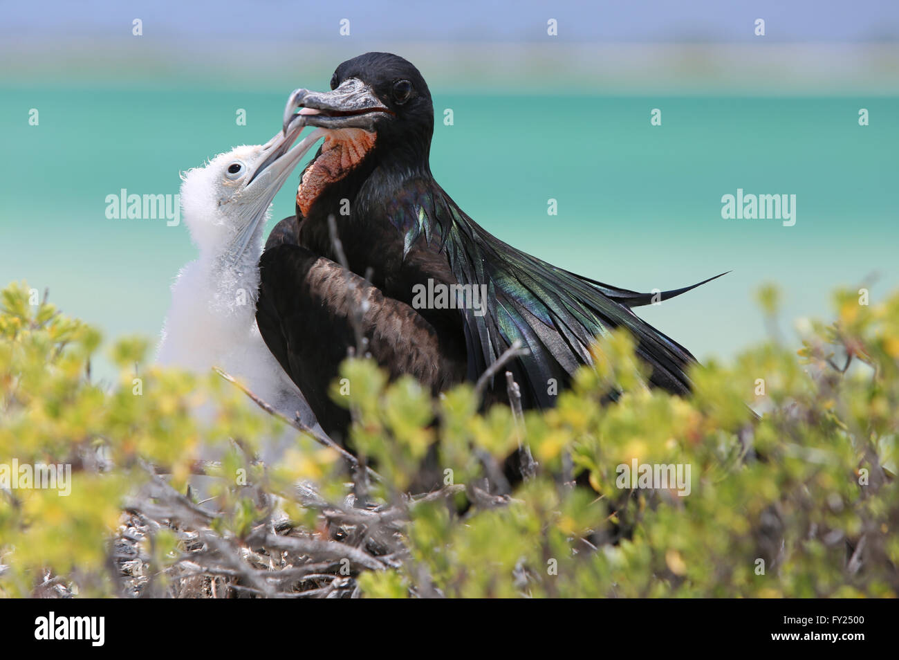 Male Great frigatebird with a chick in the nest, Christmas Island, Kiribati Stock Photo