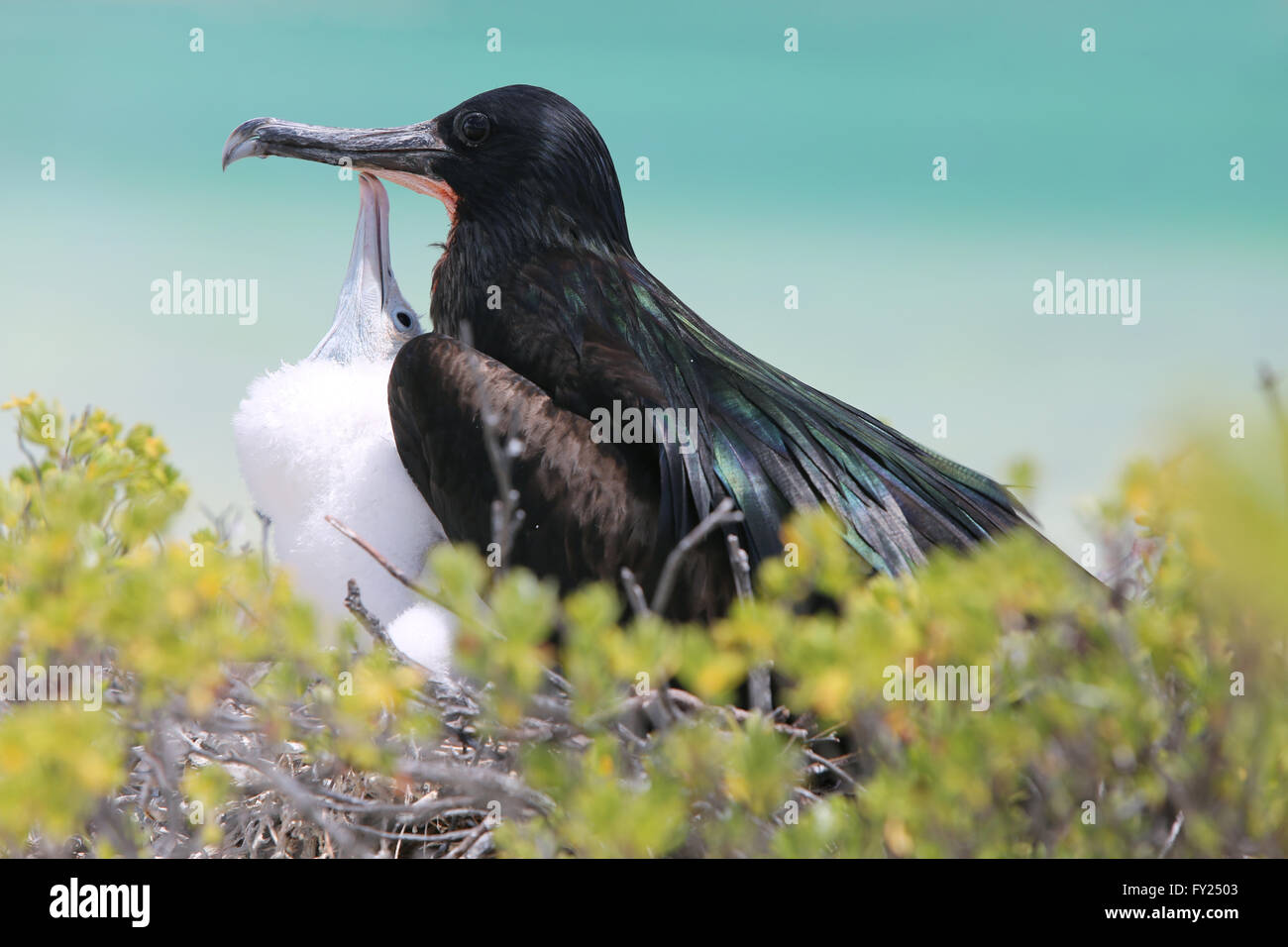 Male Great frigatebird with a chick in the nest, Christmas Island, Kiribati Stock Photo