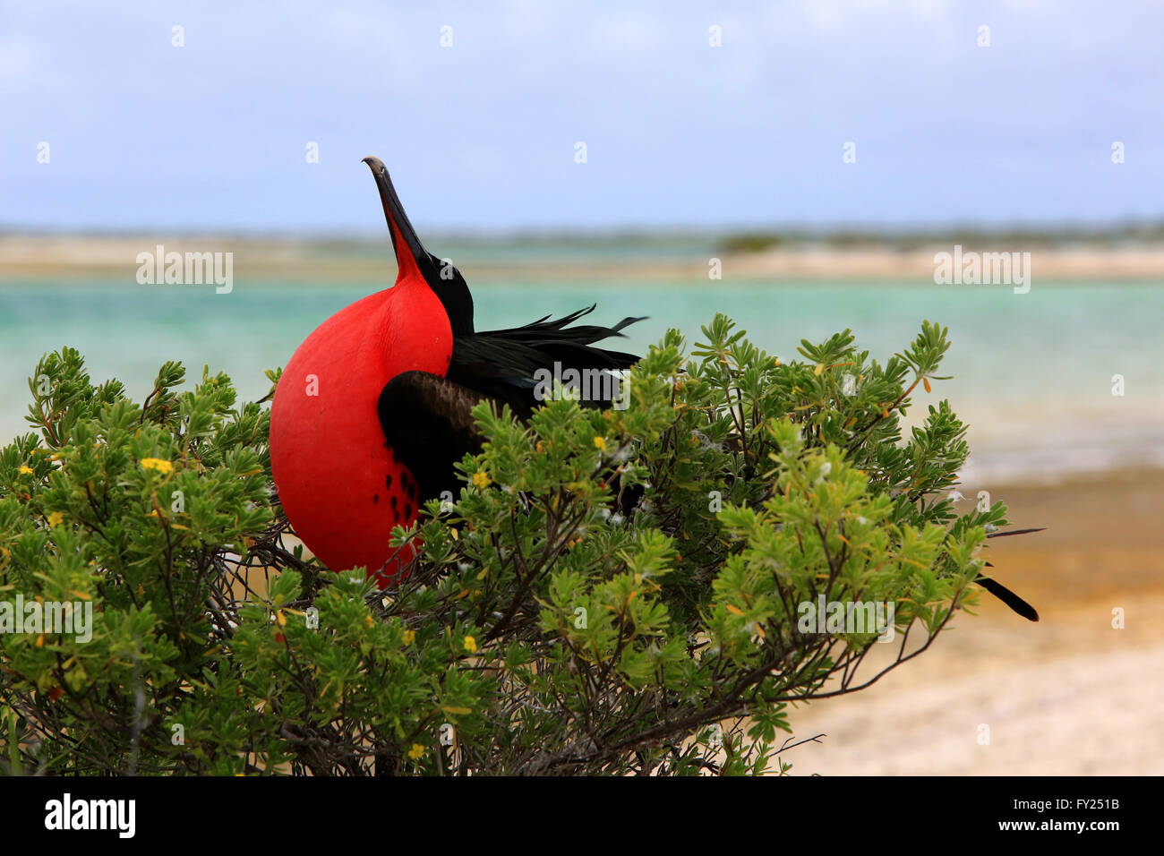 Male Great frigatebird with inflated distinctive red throat pouch is on breeding season looking for female in the sky Stock Photo
