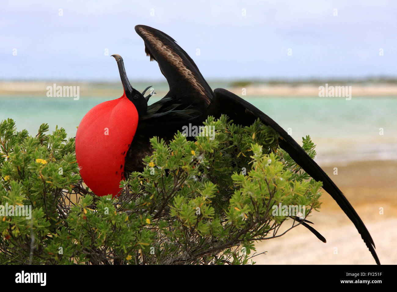 Male Great  frigatebird with inflated distinctive red throat pouch is on breeding season looking for female in the sky Stock Photo