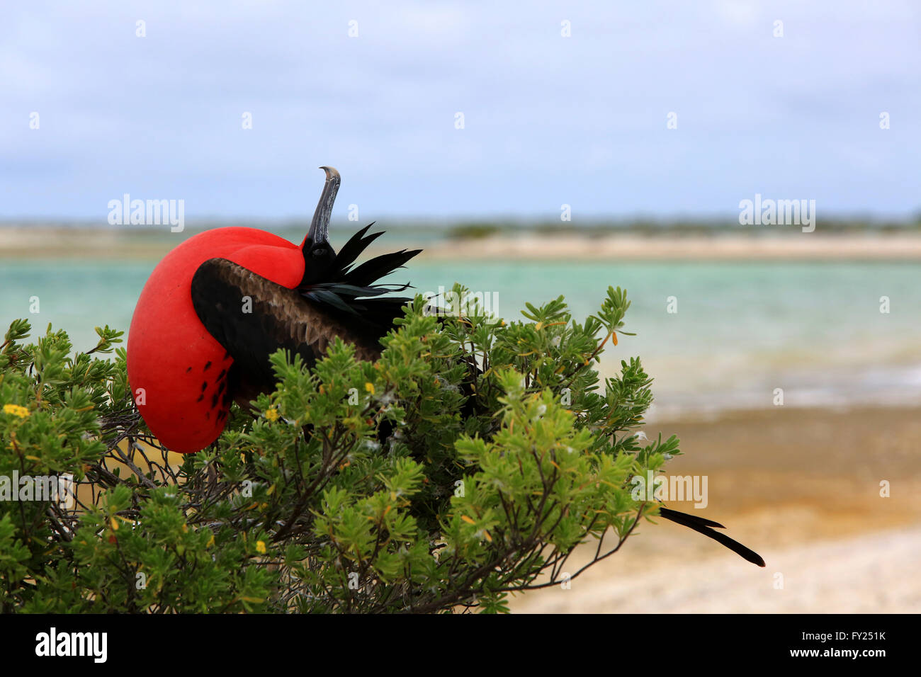 Male Great frigatebird with inflated distinctive red throat pouch is on breeding season looking for female in the sky Stock Photo