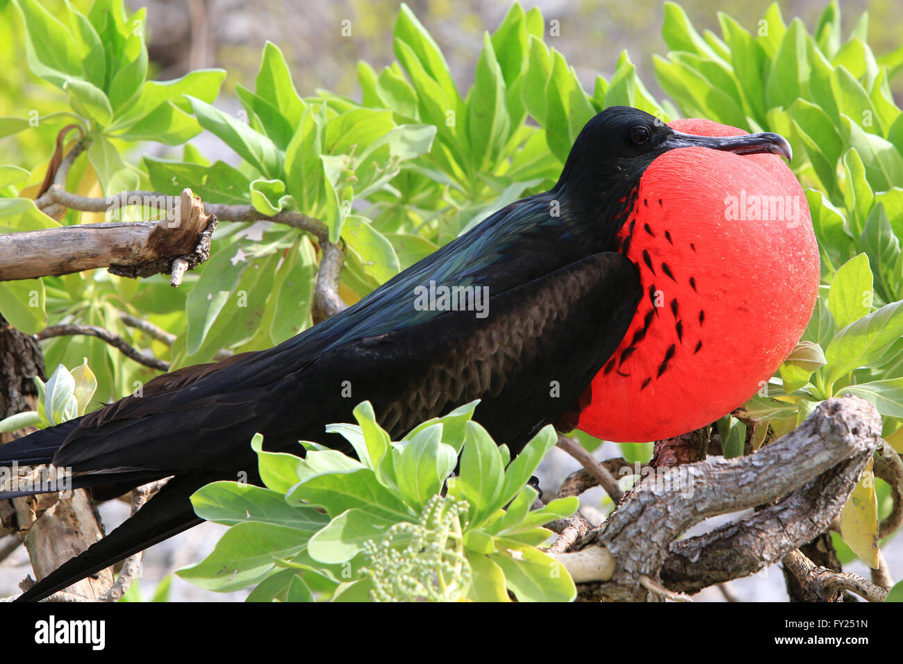 Male Great frigatebird is attracting a female during mating season, Christmas Island, Kiribati Stock Photo