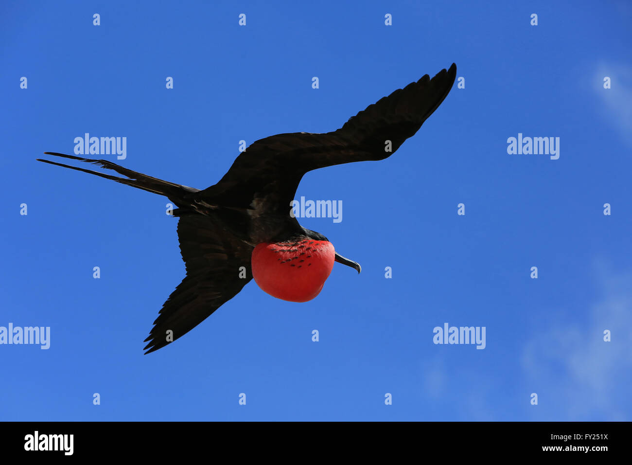 frigatebird-mating-ritual-hi-res-stock-photography-and-images-alamy
