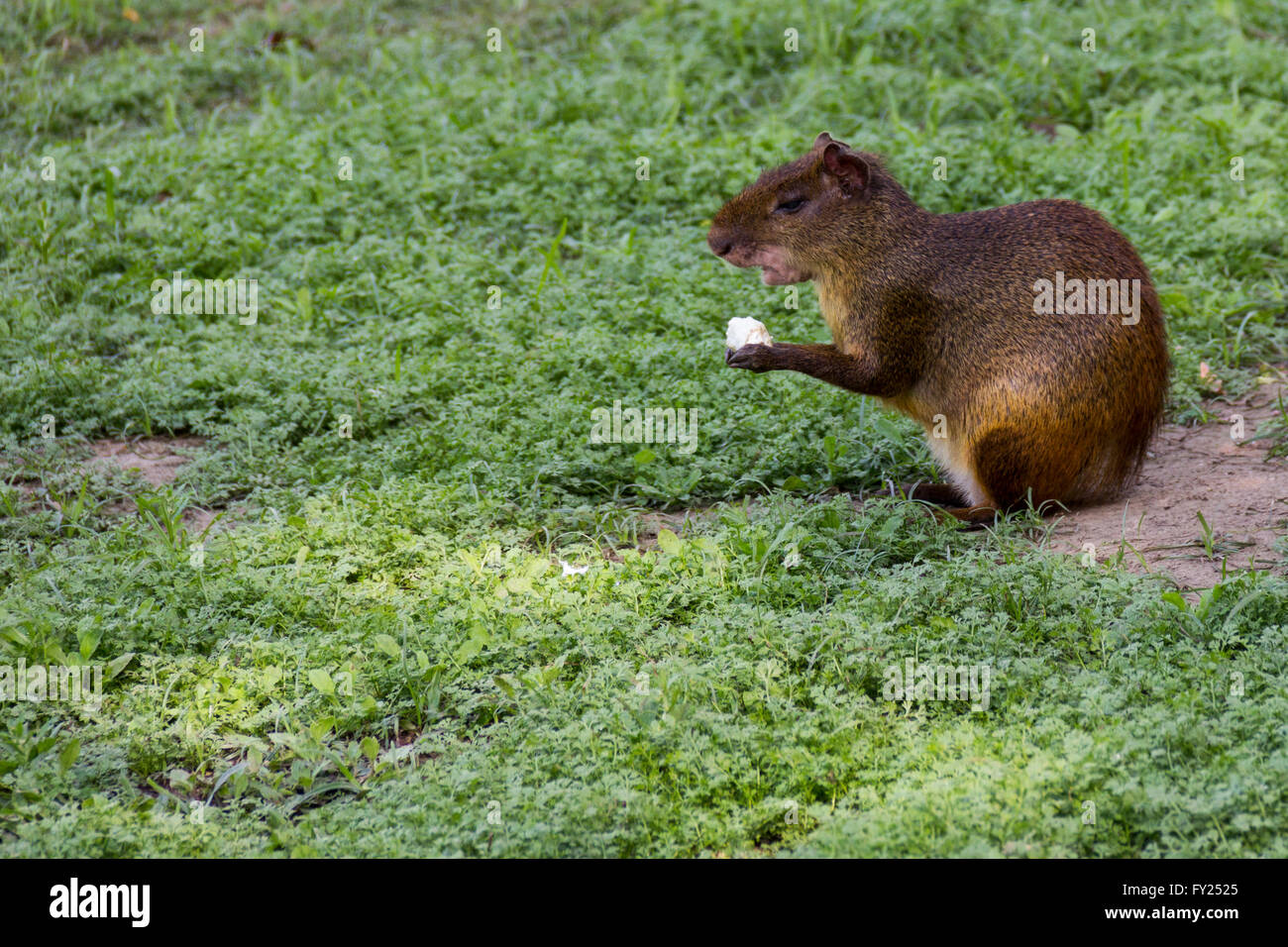 Rio de Janeiro, Brazil: Rodent known as 'Cutia' in Brazil. Common agouti designates Several rodent species of the genus Dasyproc Stock Photo