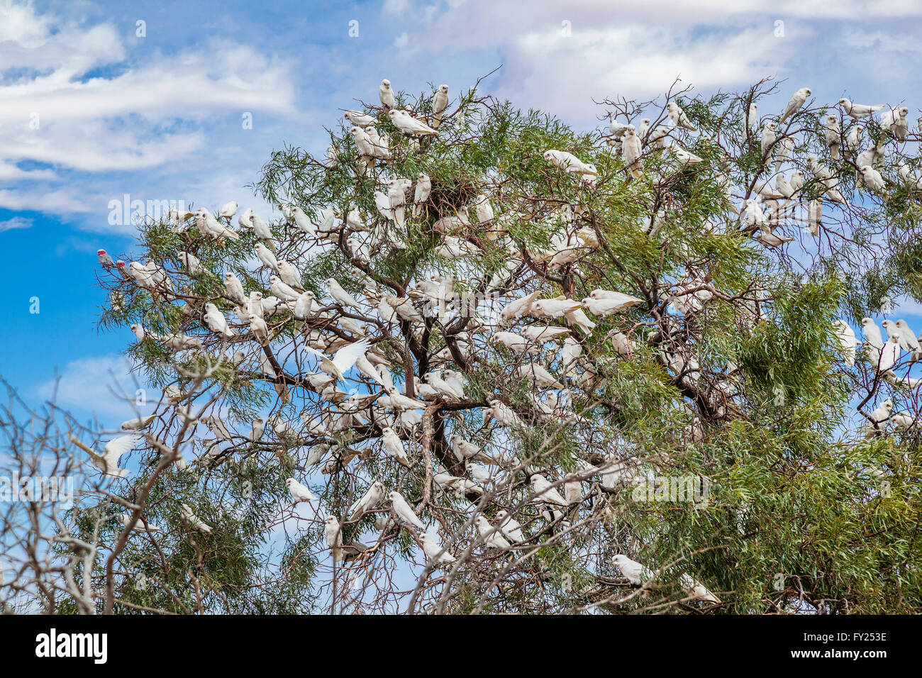 large flock of Corellas (Licmetis) populate a tree at the Halligan Bay Track, Lake Eyre, South Australia Stock Photo