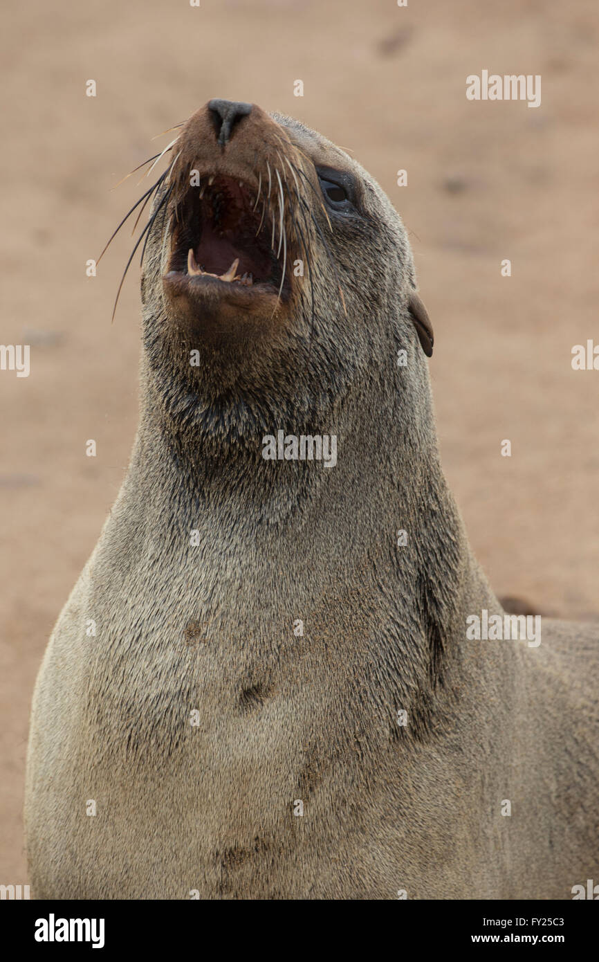 The brown fur seal, also known as the Cape fur seal, South African fur seal and the Australian fur seal is a species of fur seal Stock Photo