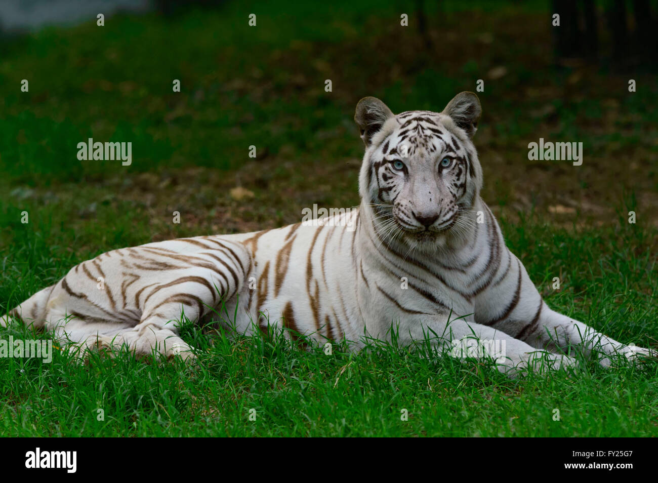 Stare from White Tiger in the jungle of India Stock Photo