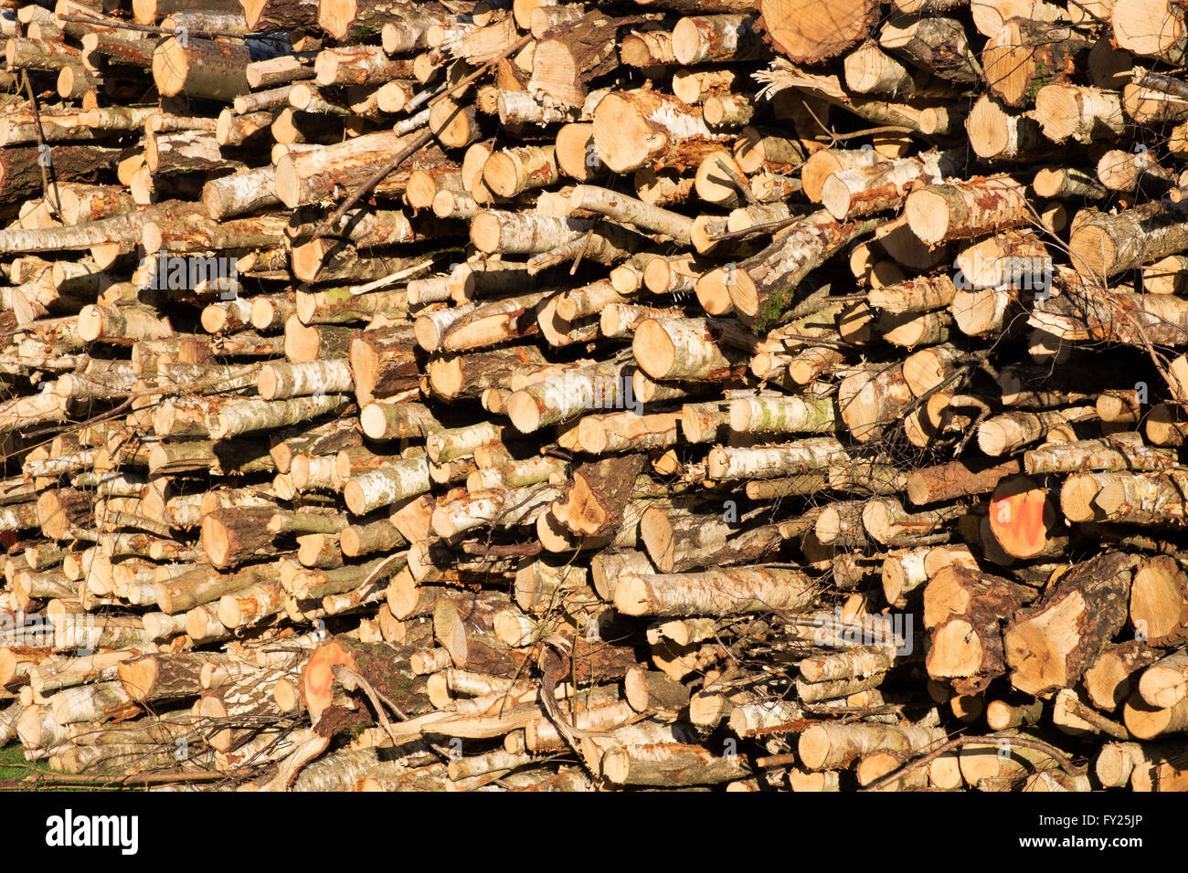Stack of cut logs, Rendelsham Forest, Suffolk, UK. Stock Photo