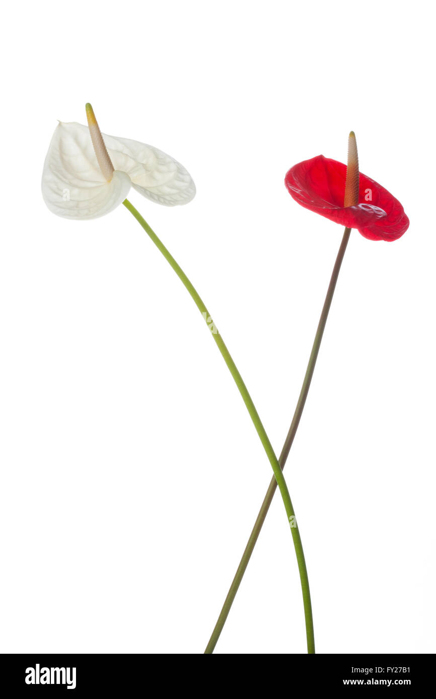 Wallpaper Style II Stock Photo - Alamy