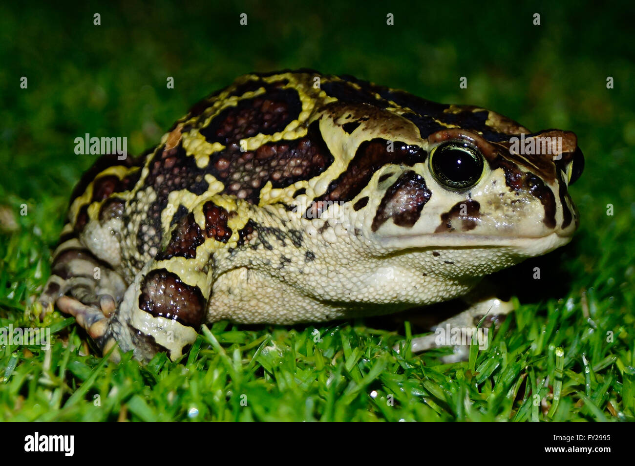 Western leopard toad Stock Photo