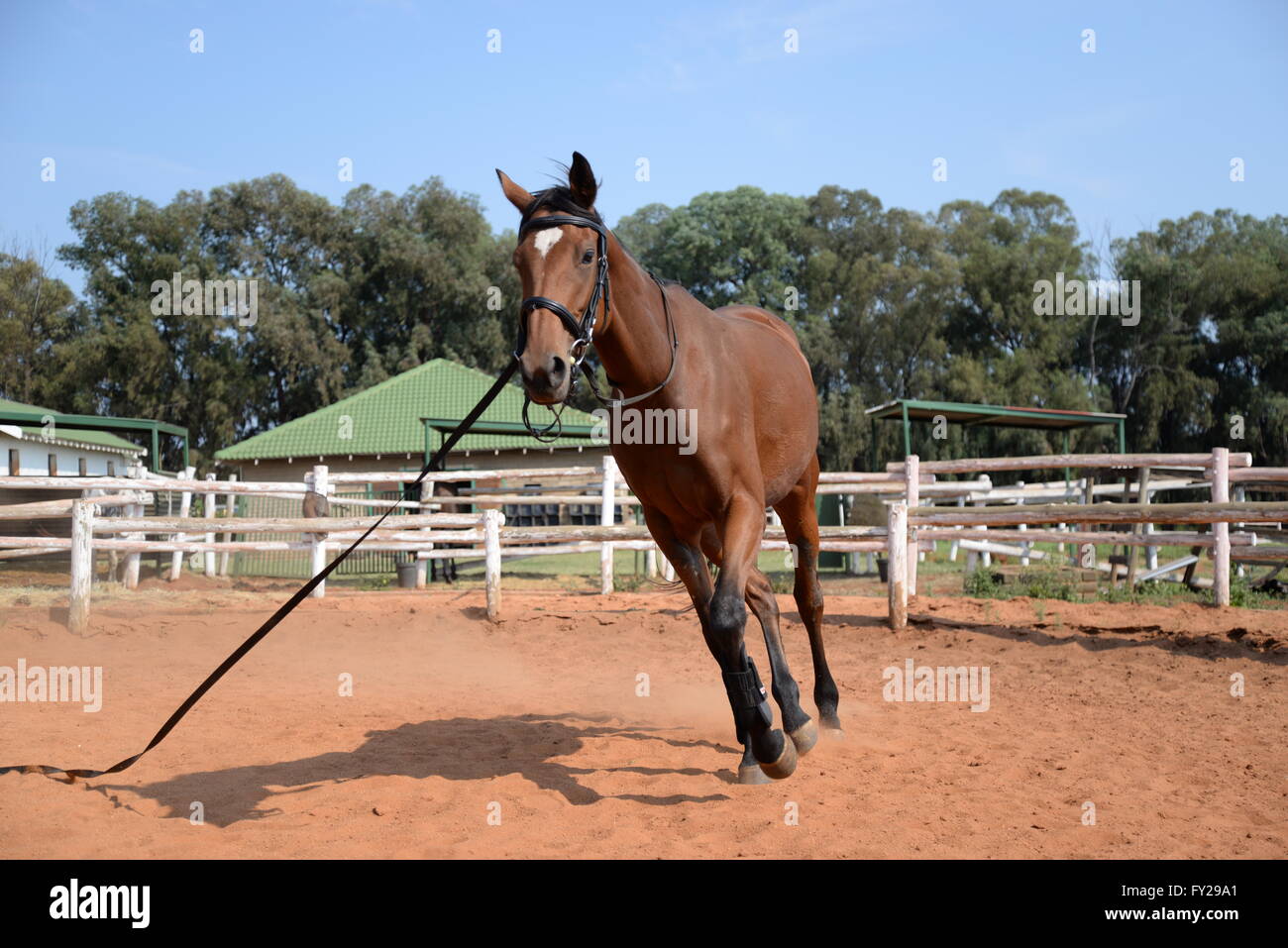Horse Training Stock Photo