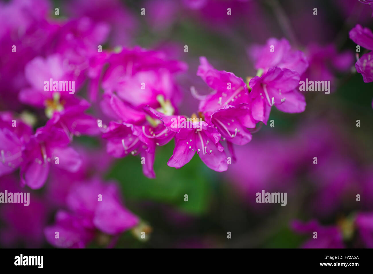 The purple wild flowers in a garden Stock Photo - Alamy