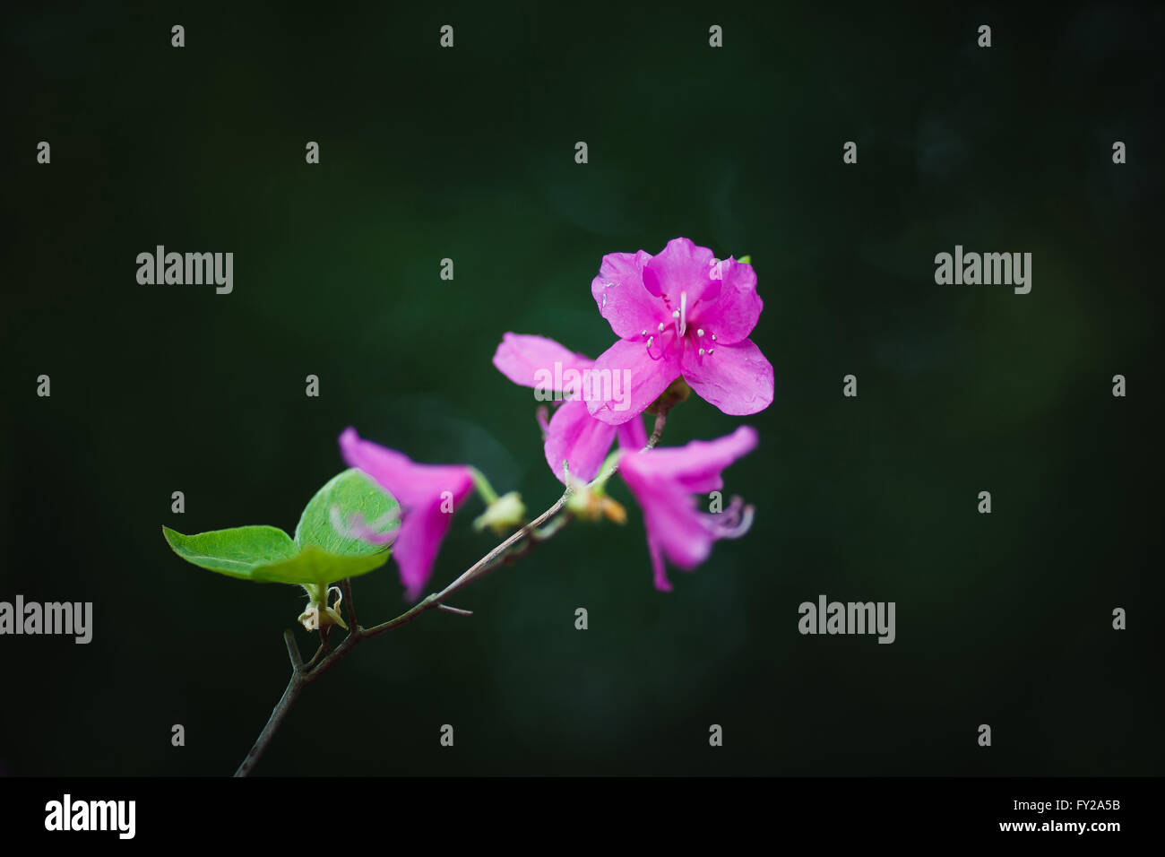 The purple wild flowers in a garden Stock Photo - Alamy