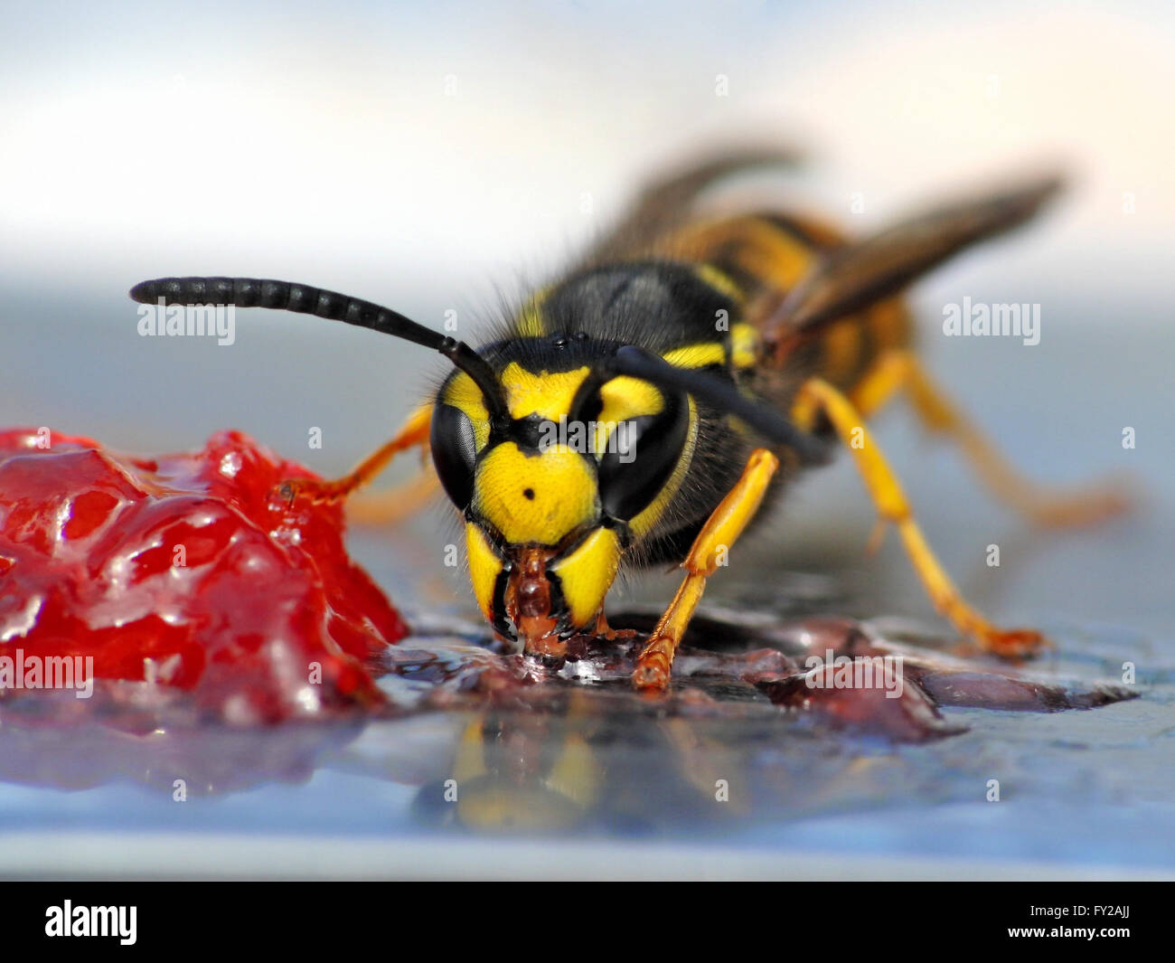 A close-up of a wasp eating jelly. Stock Photo
