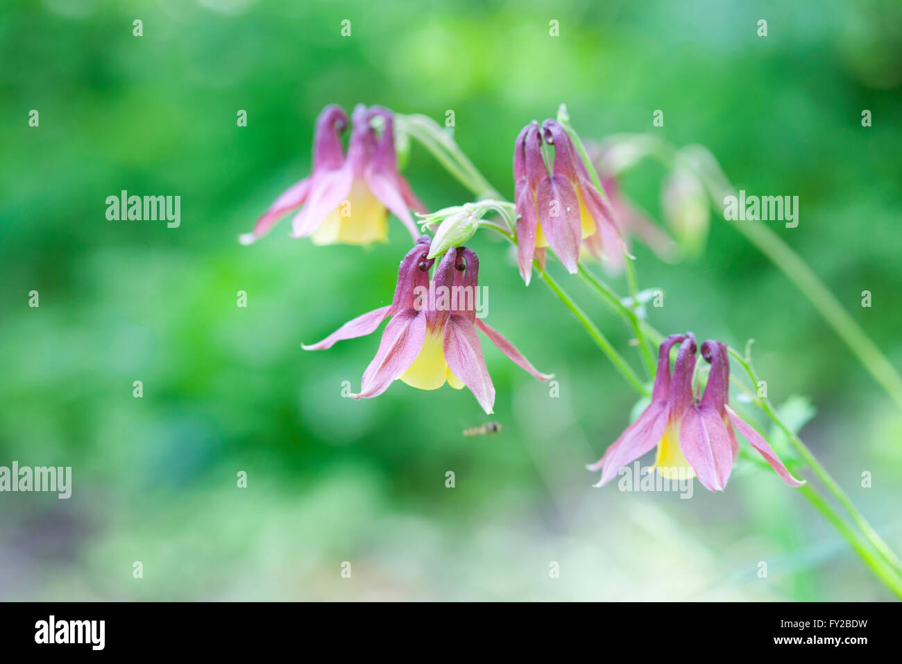 Wild Flower II Stock Photo - Alamy