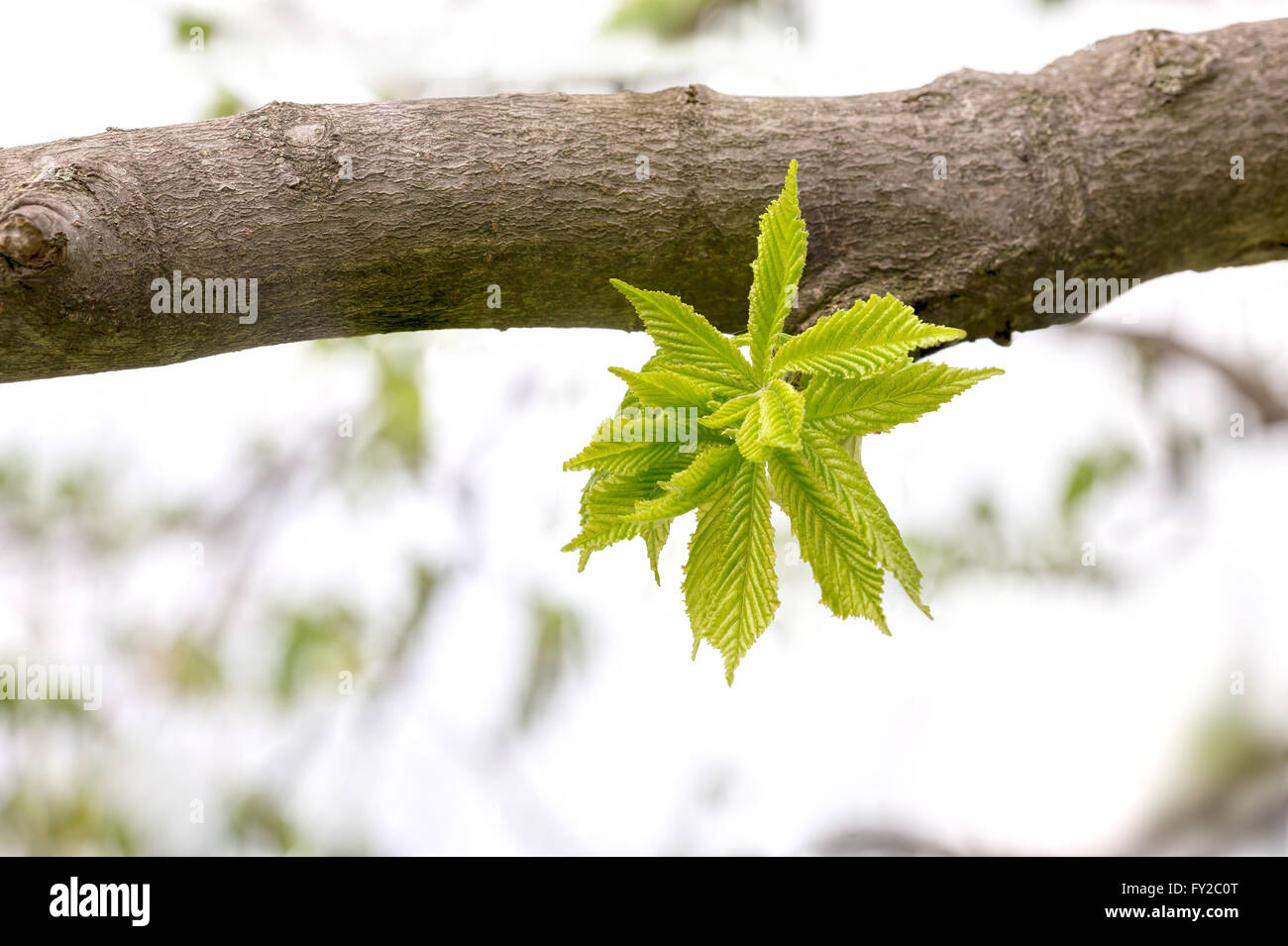 European or common hornbeam (Carpinus betulus) leaves under a strong spring light Stock Photo