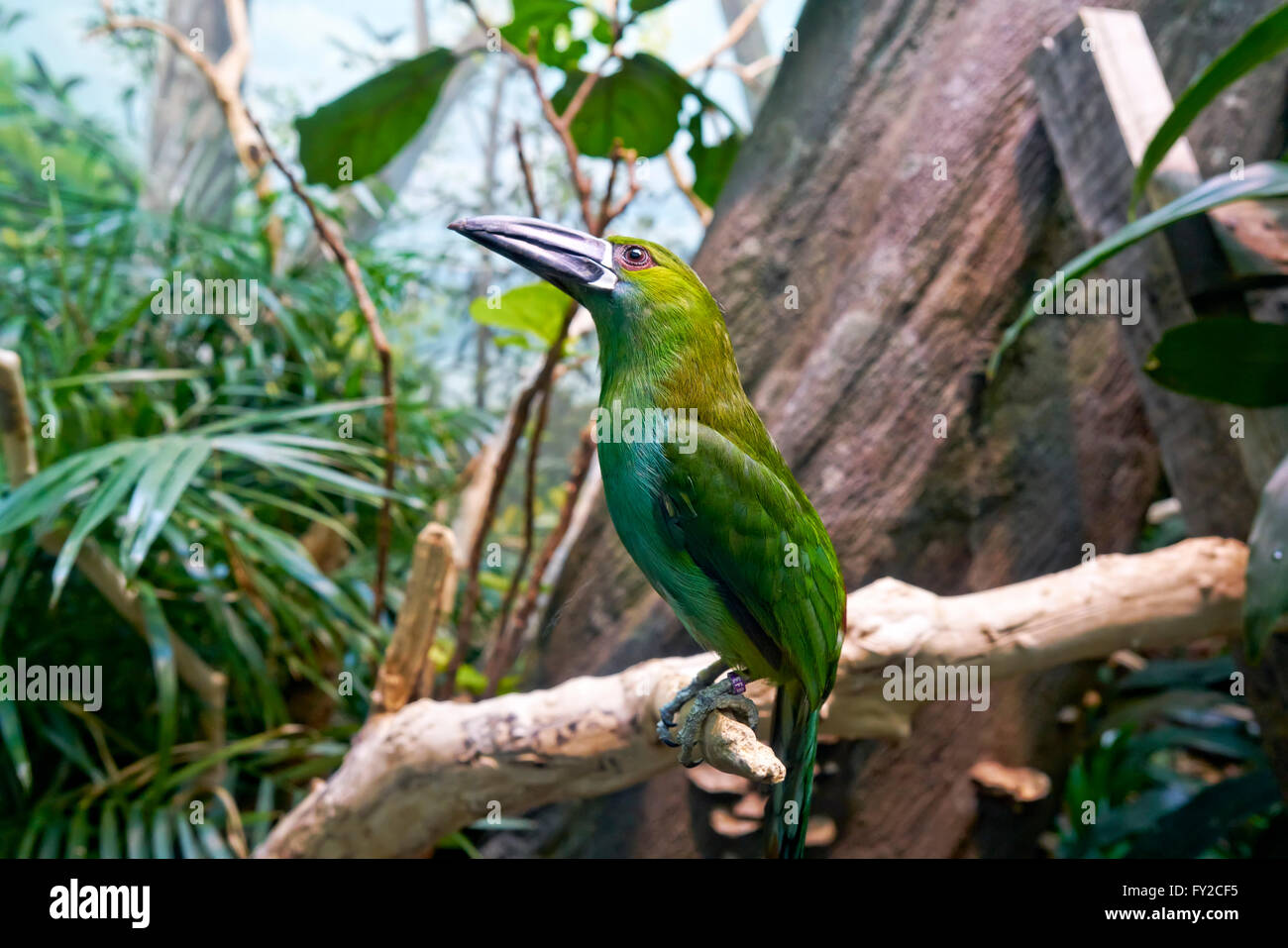 Exotic birds at Bronx Zoo. New York Stock Photo
