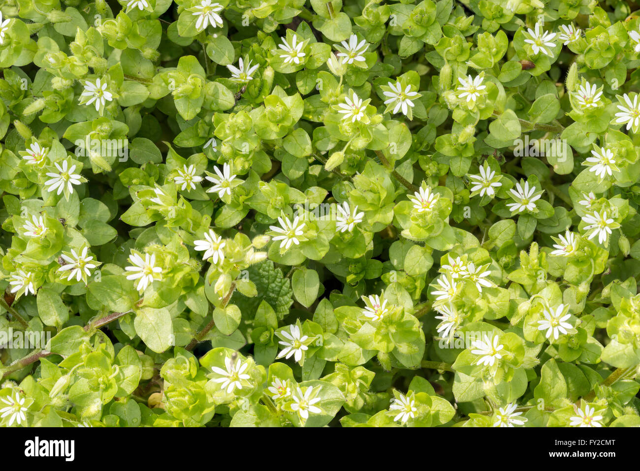 Macro of white Stellaria media flowers (chickweed) under the soft spring sun Stock Photo