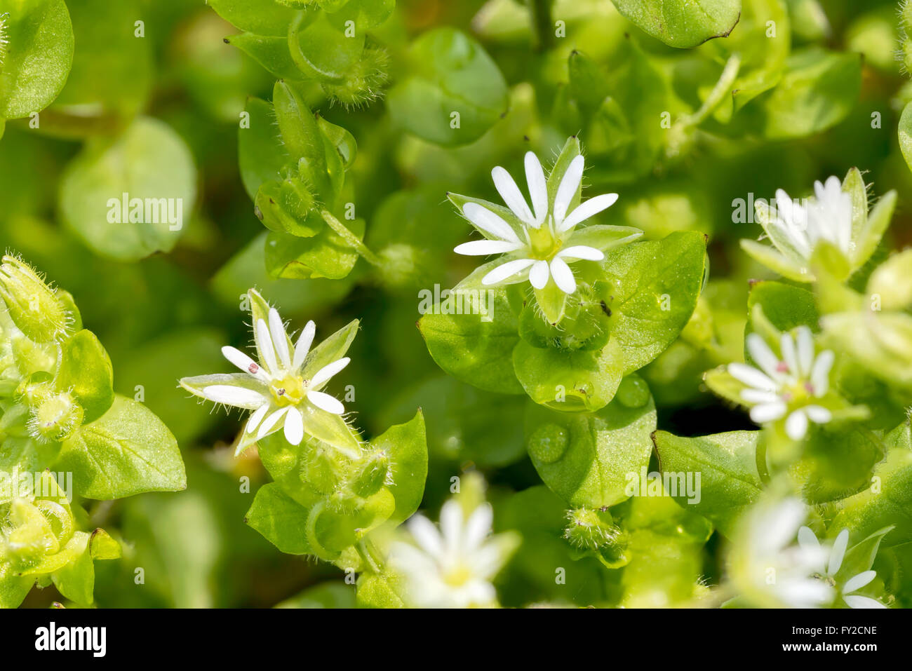 Macro of white Stellaria media flowers (chickweed) under the soft spring sun Stock Photo
