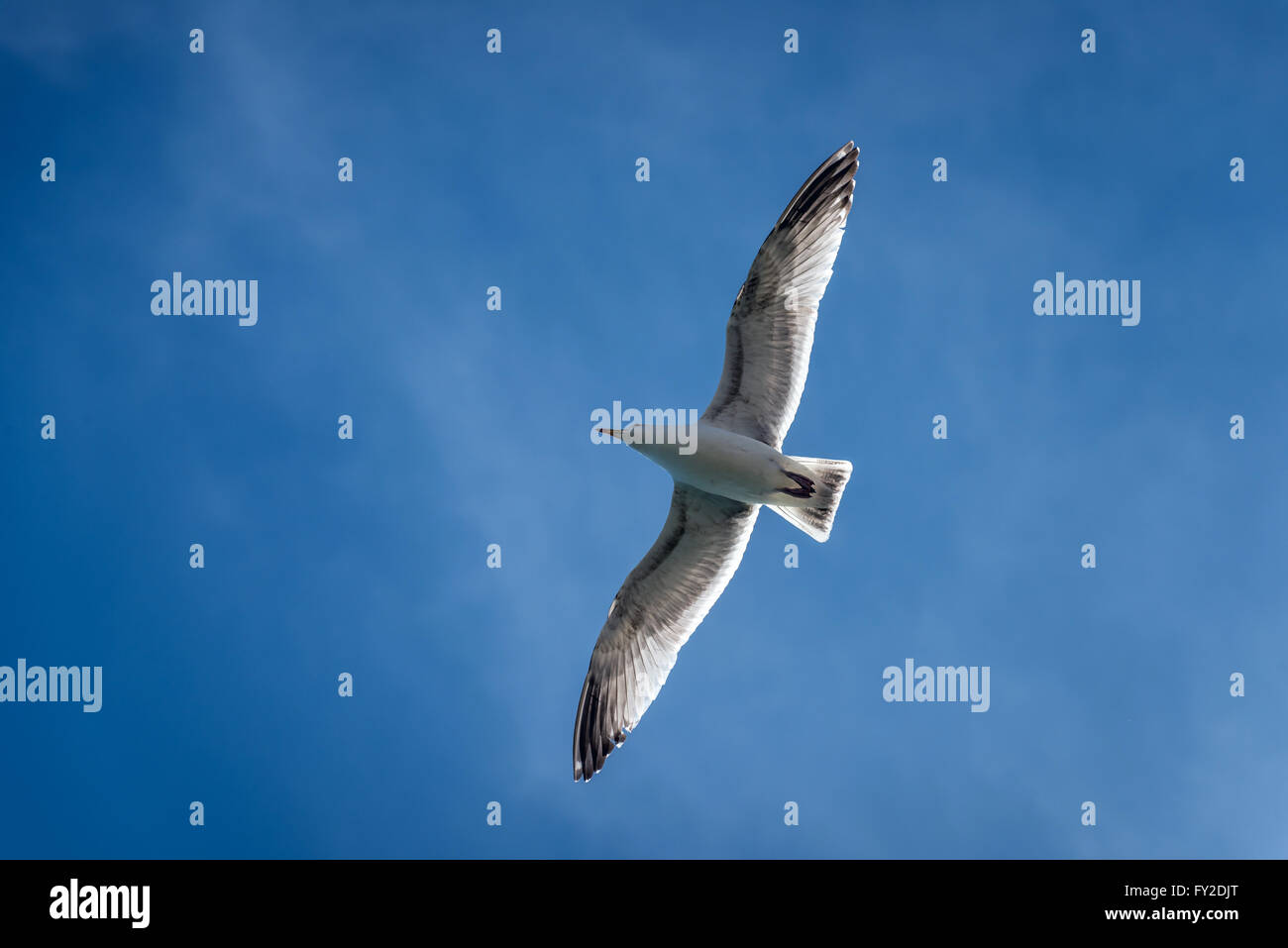 A young seagull flying against a blue sky. Stock Photo