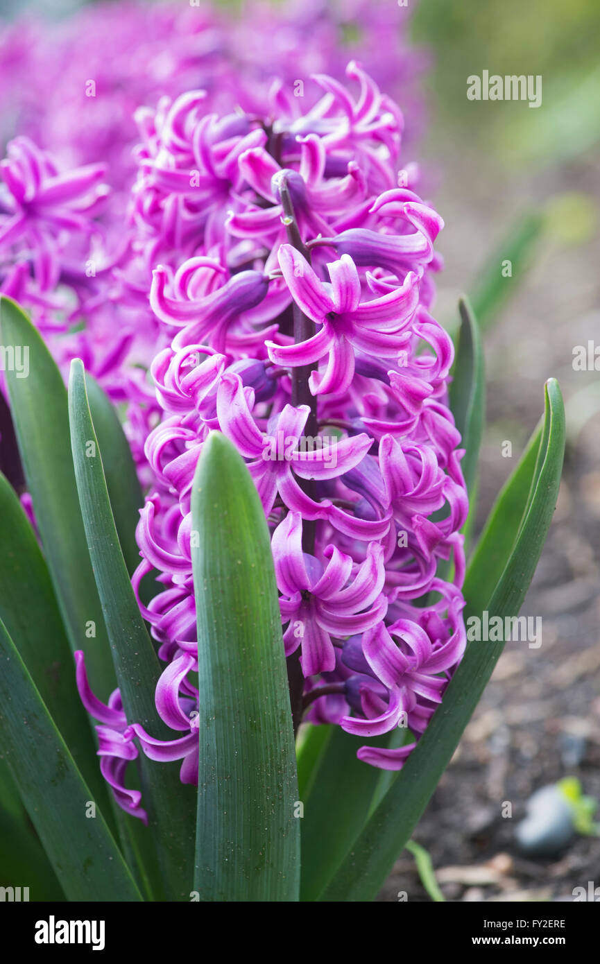 Hyacinthus orientalis paul hermann hires stock photography and images