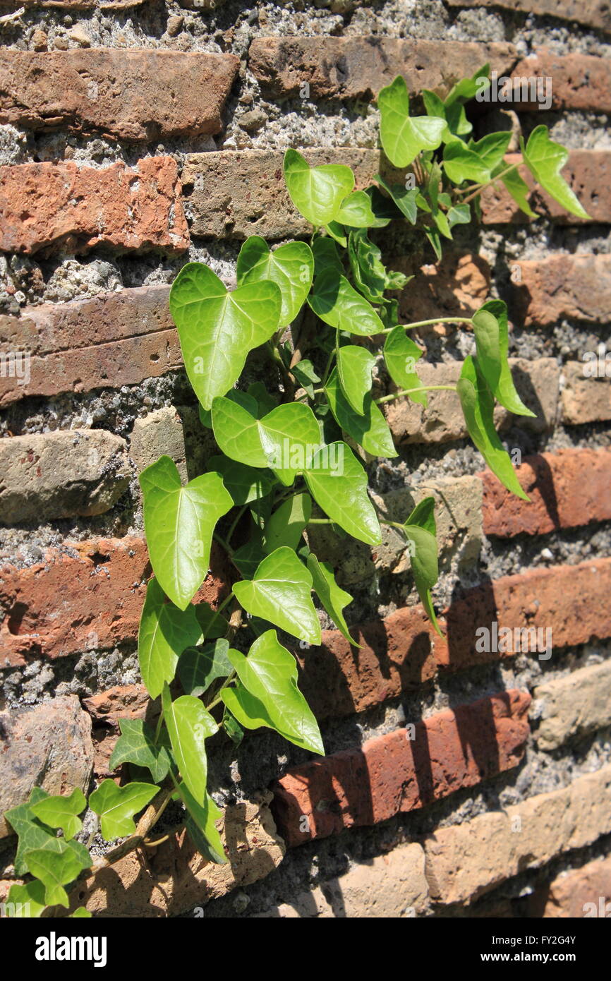 Green ivy leaves growing on an ancient wall Stock Photo