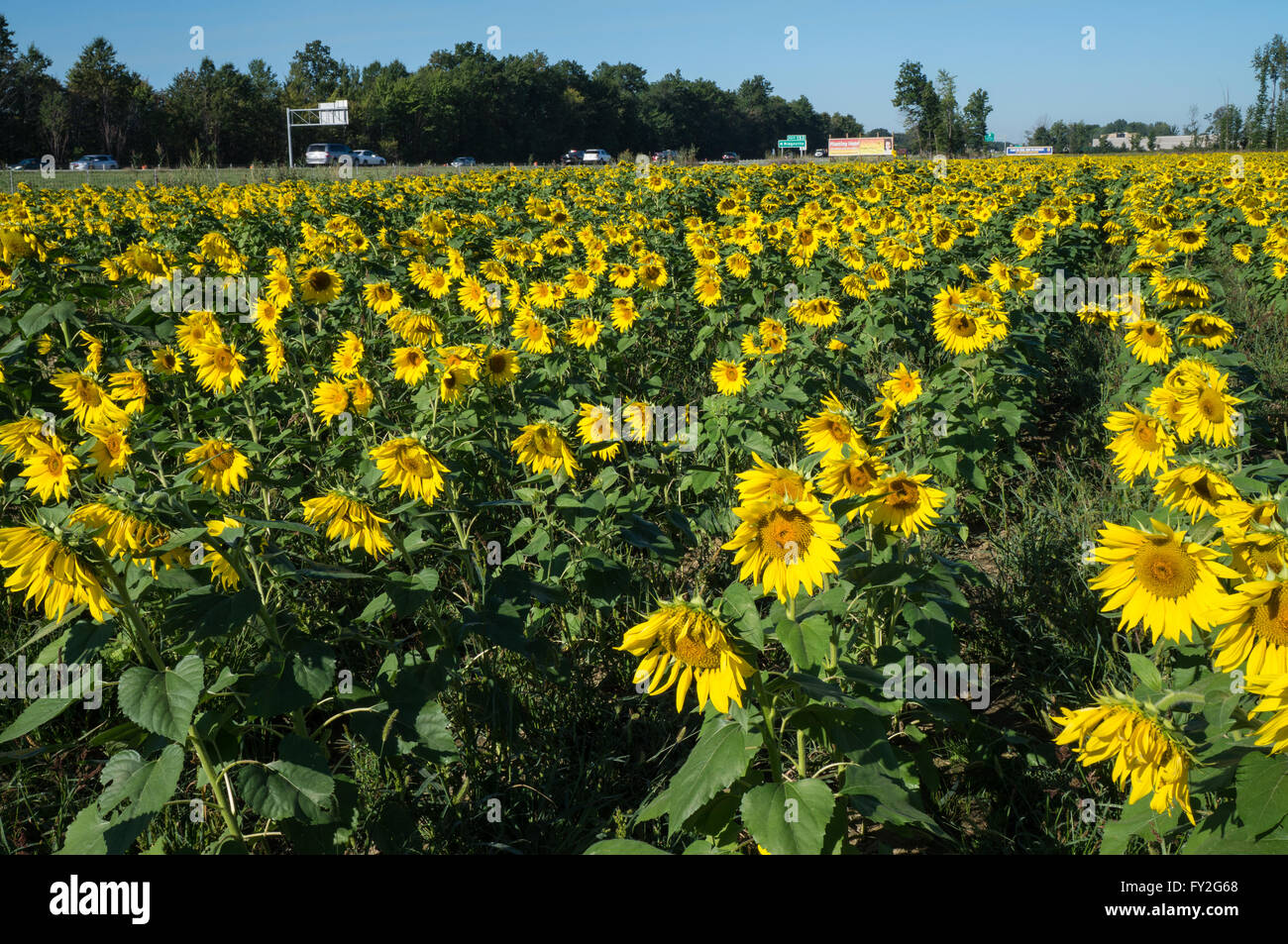 Large field of sunflowers with interstate in background Stock Photo - Alamy