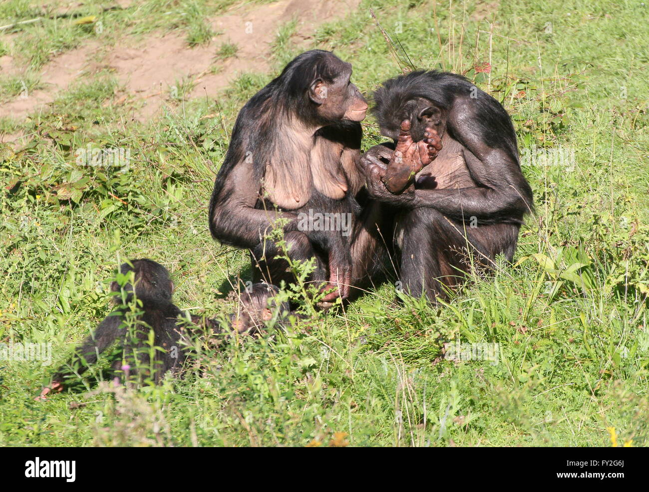 Two female African Bonobo Chimpanzees (Pan Paniscus) grooming each other, a young toddler playing next to them Stock Photo