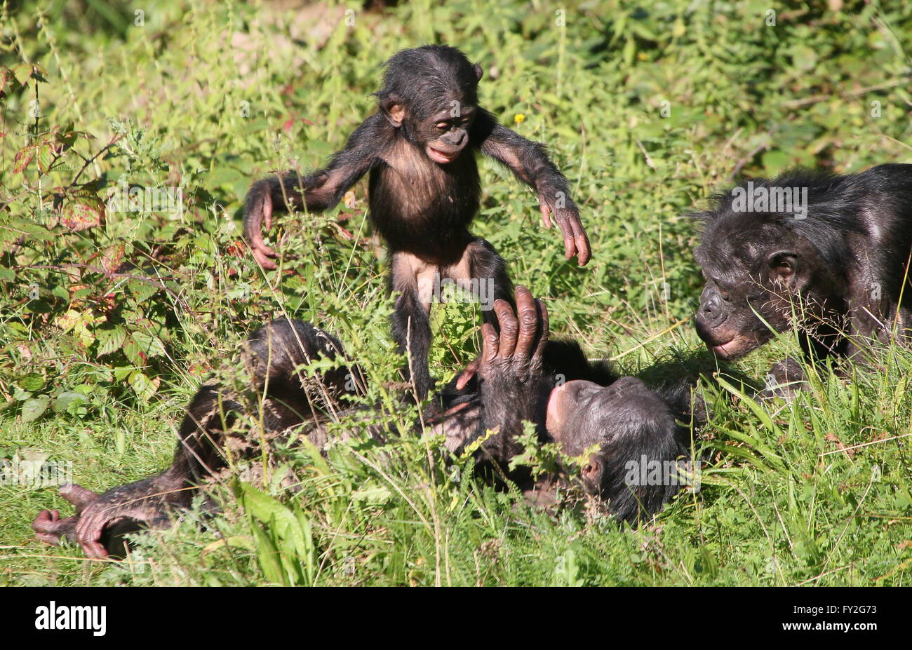 Playful African Bonobo Chimpanzees (Pan Paniscus), a young animal standing on top of an adult Bonobo lying down on his back Stock Photo