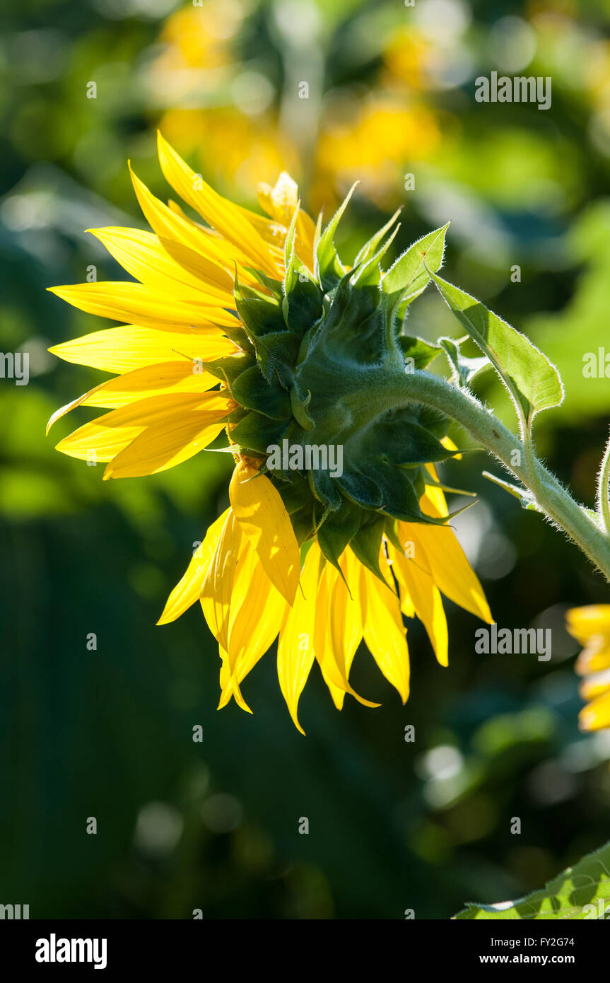 Profile view of imperfect sunflower. Stock Photo