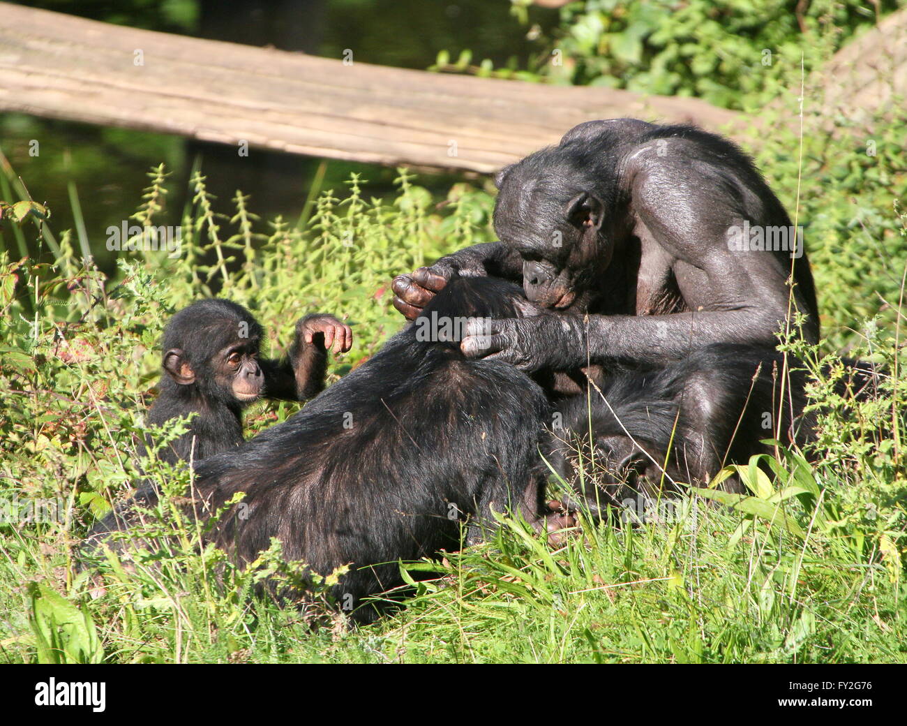 Two female African Bonobo Chimpanzees (Pan Paniscus) grooming each other, a young baby sitting next to them. Stock Photo