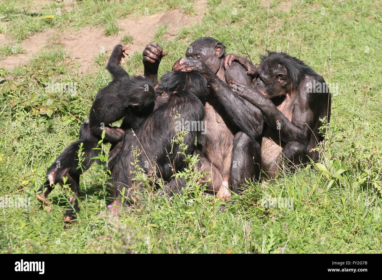 Family group of African Bonobo Chimpanzees (Pan Paniscus) grooming each other in a tangle of limbs Stock Photo